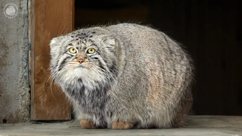 モスクワ動物園のティモフェイの写真