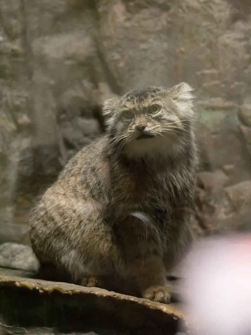 恩賜上野動物園のプリームラの写真