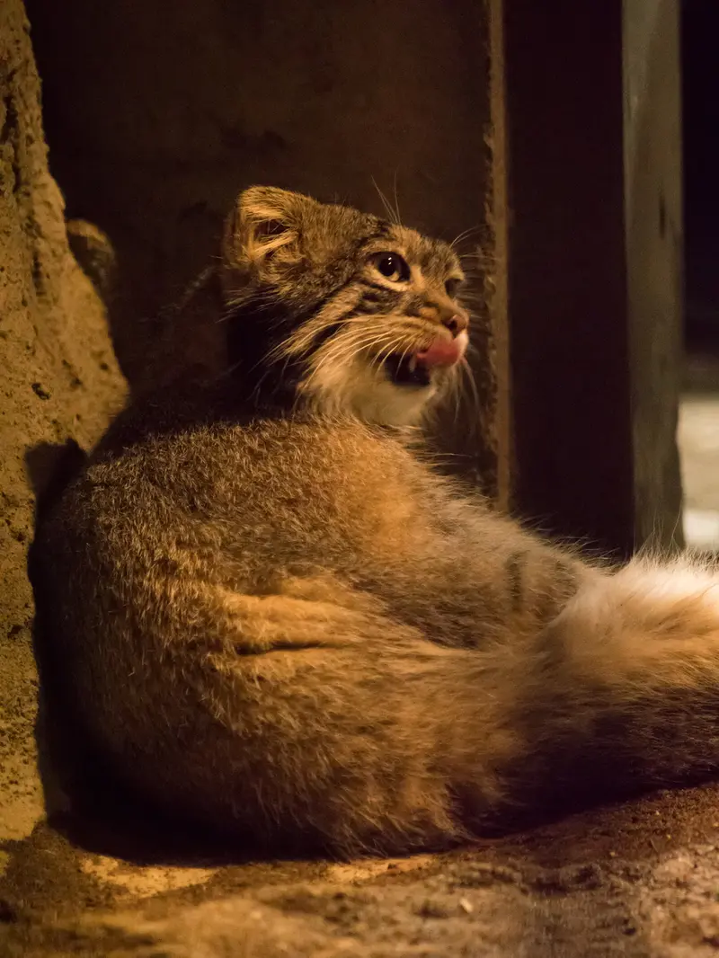 野毛山動物園のフィーガの写真