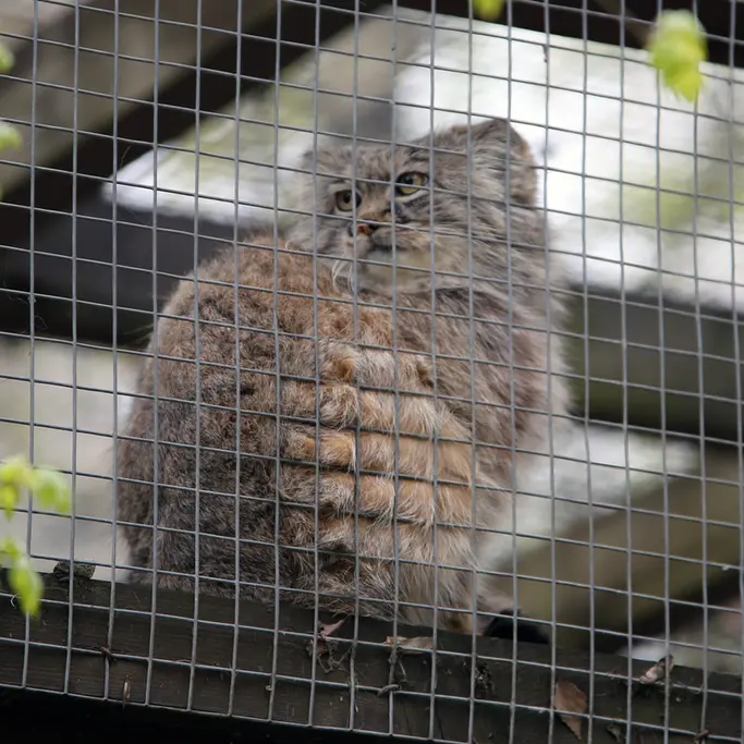 コシツェ動物園のアイセンの写真