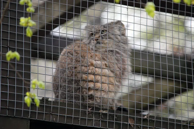 コシツェ動物園のアイセンの写真