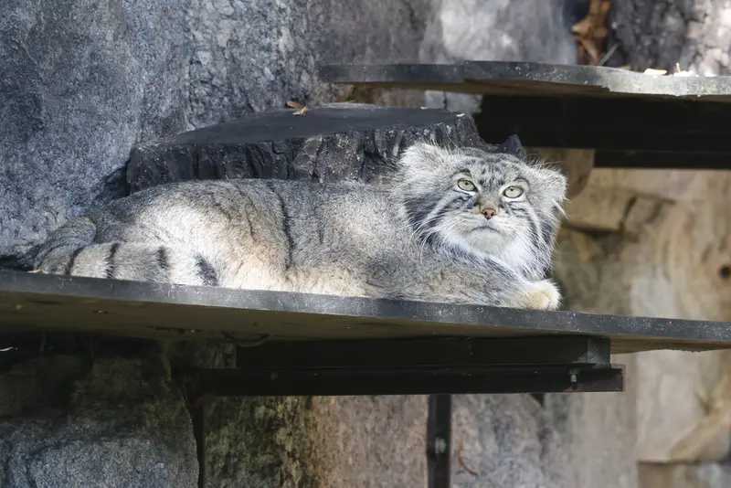 モスクワ動物園のティモフェイの写真