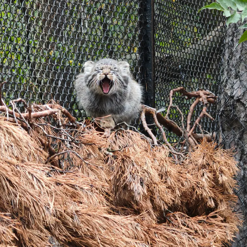ノヴォシビルスク動物園のイヴの子（2026年生まれ）Ⅳの写真