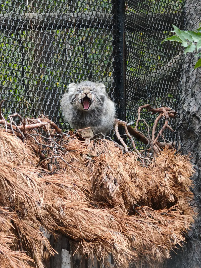 ノヴォシビルスク動物園のマヌルネコの写真