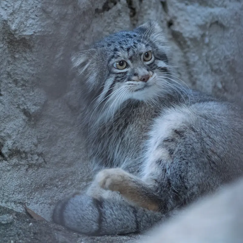 野毛山動物園のフィーガの写真
