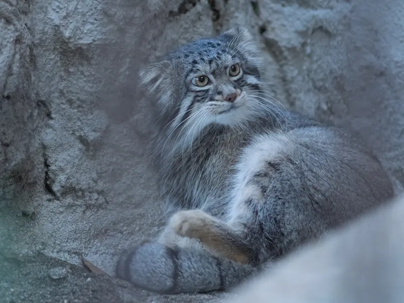 野毛山動物園のフィーガの写真