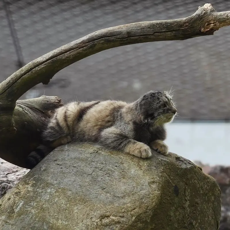 コルケアサーリ動物園のサイミの写真