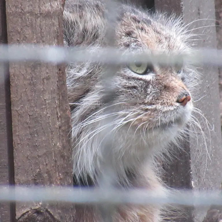 ワルシャワ動物園のジェシーの写真