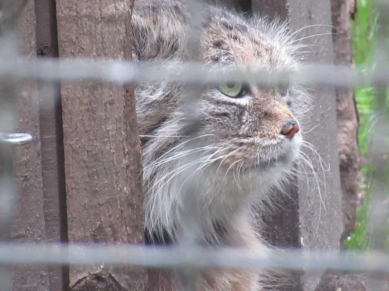 ワルシャワ動物園のジェシーの写真