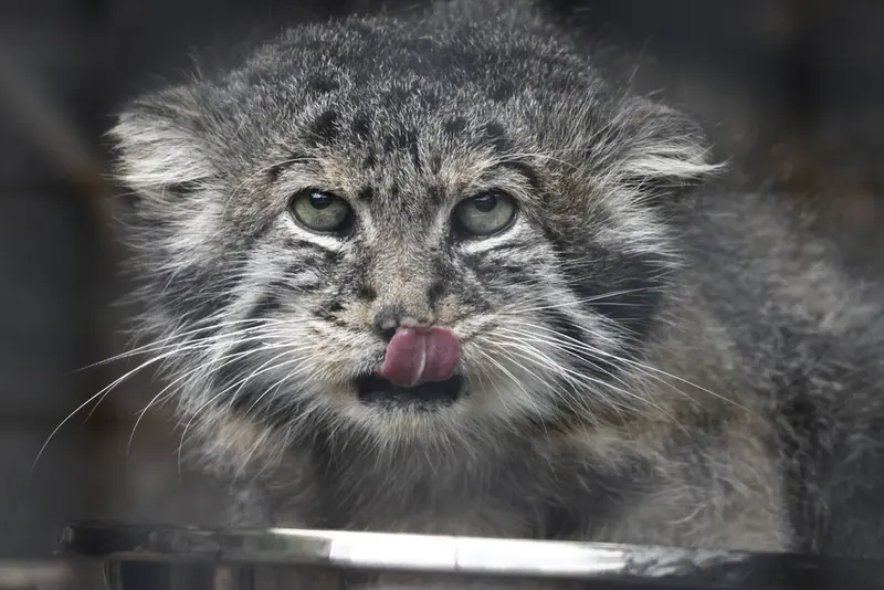 レニングラード動物園のスヴェンの写真