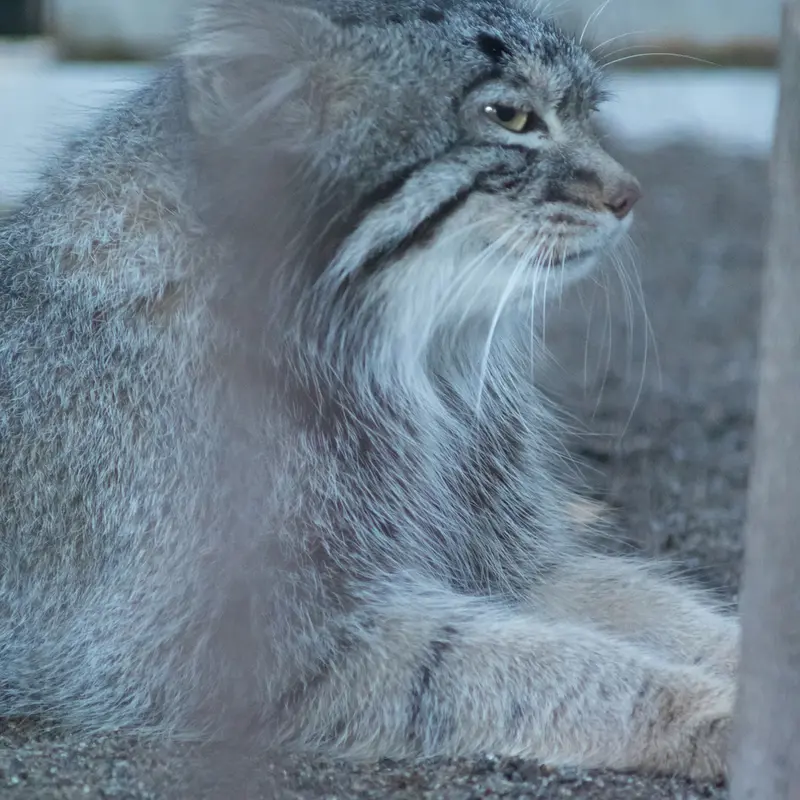 野毛山動物園のフィーガの写真