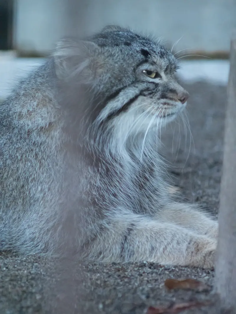 野毛山動物園のフィーガの写真