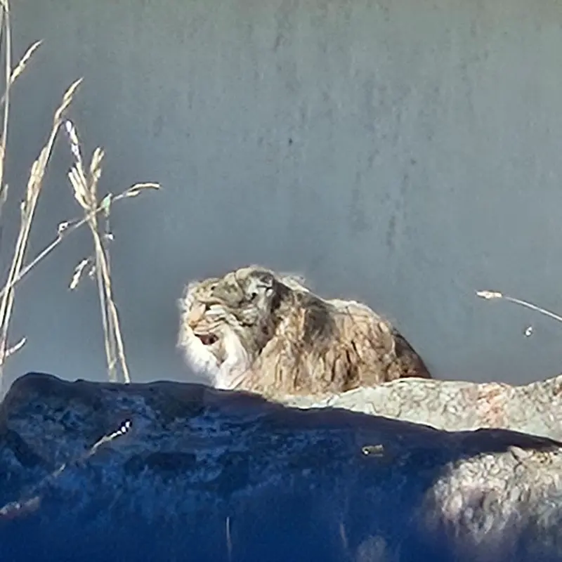 コルケアサーリ動物園のミミの写真