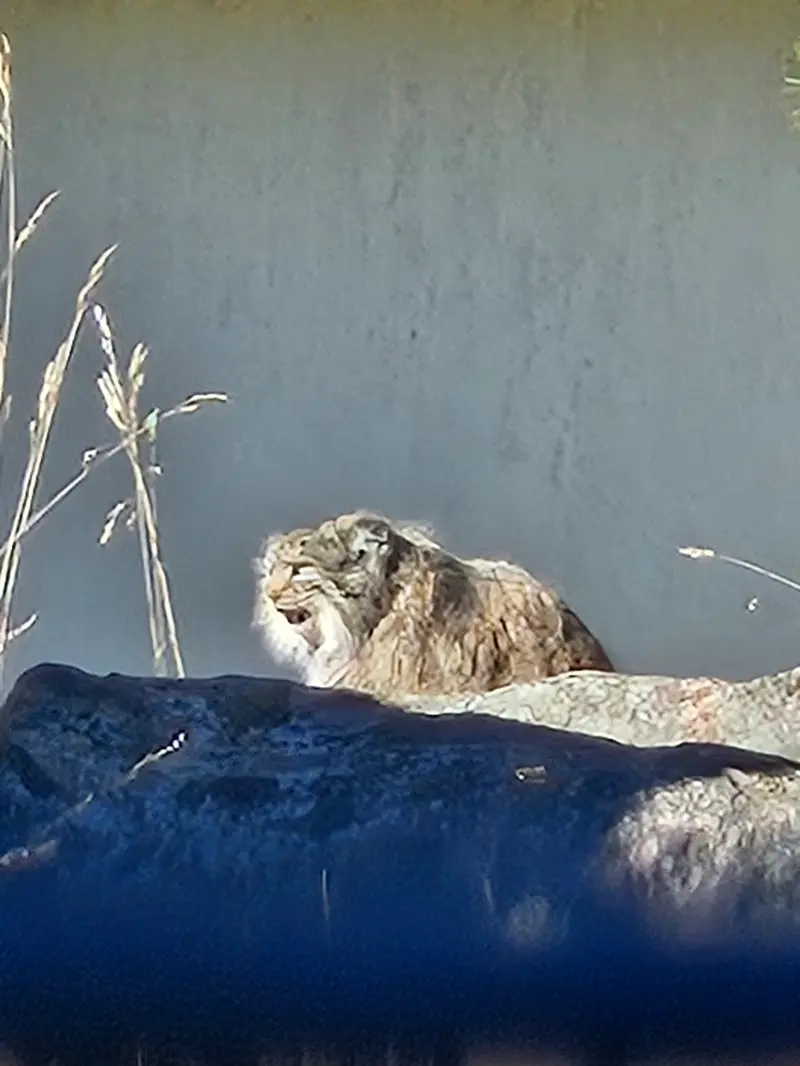コルケアサーリ動物園のミミの写真