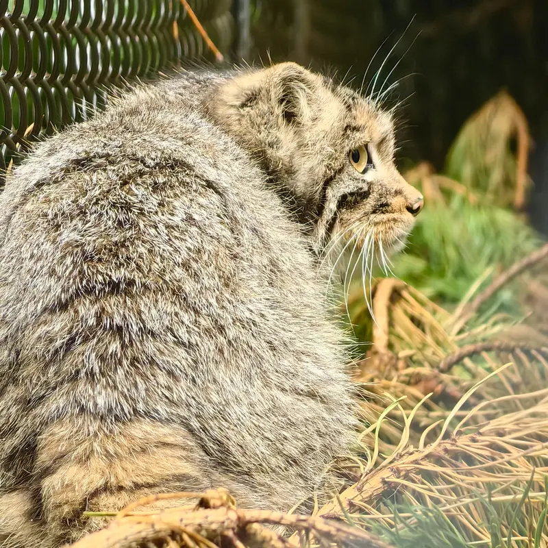 ノヴォシビルスク動物園のアッケムの写真