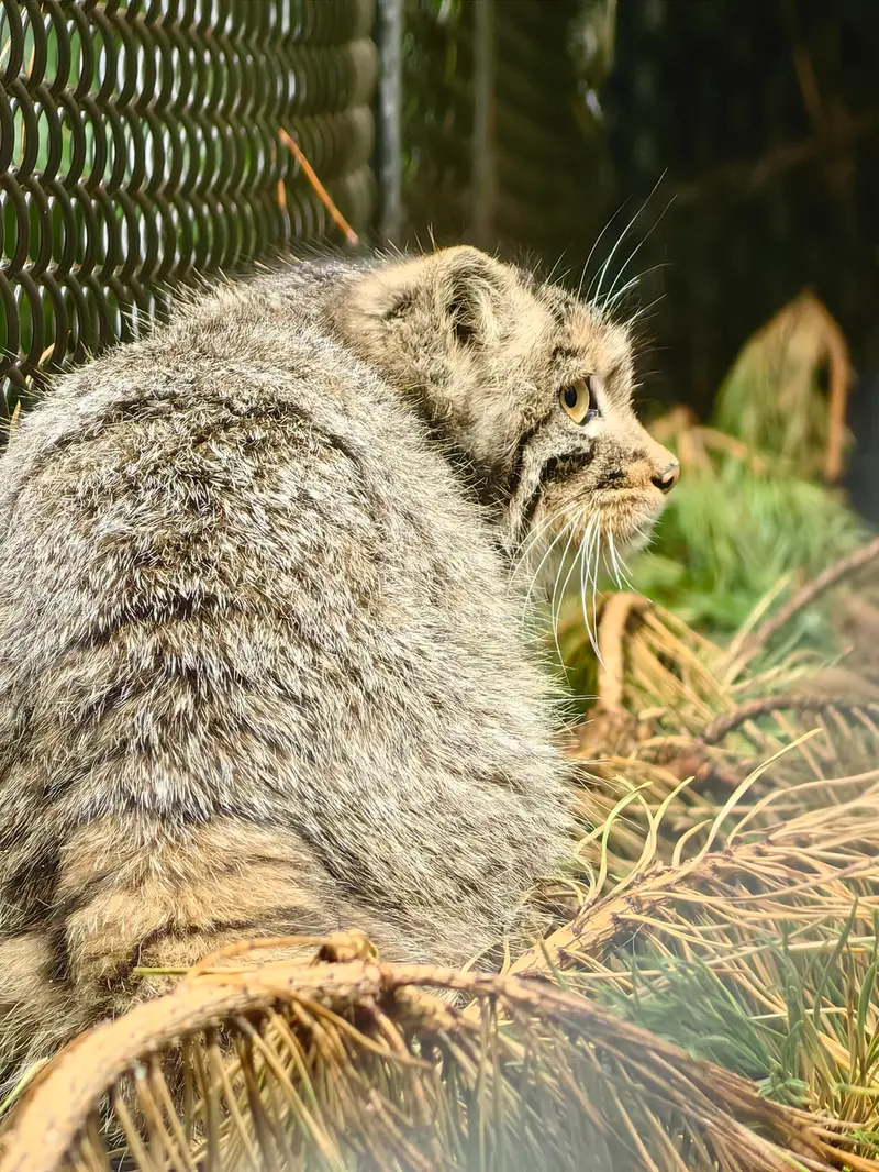 ノヴォシビルスク動物園のアッケムの写真