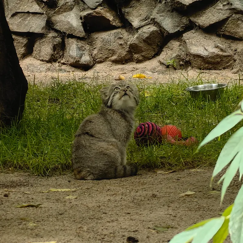 ノヴォシビルスク動物園のジンジャーの写真