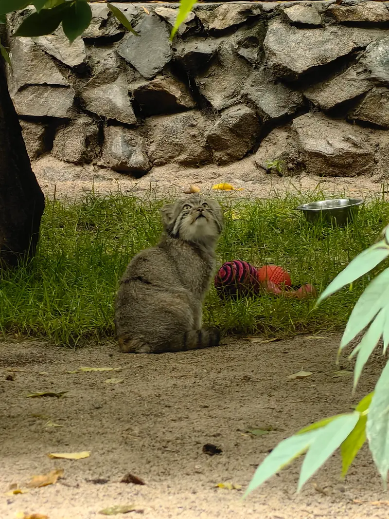 ノヴォシビルスク動物園のジンジャーの写真