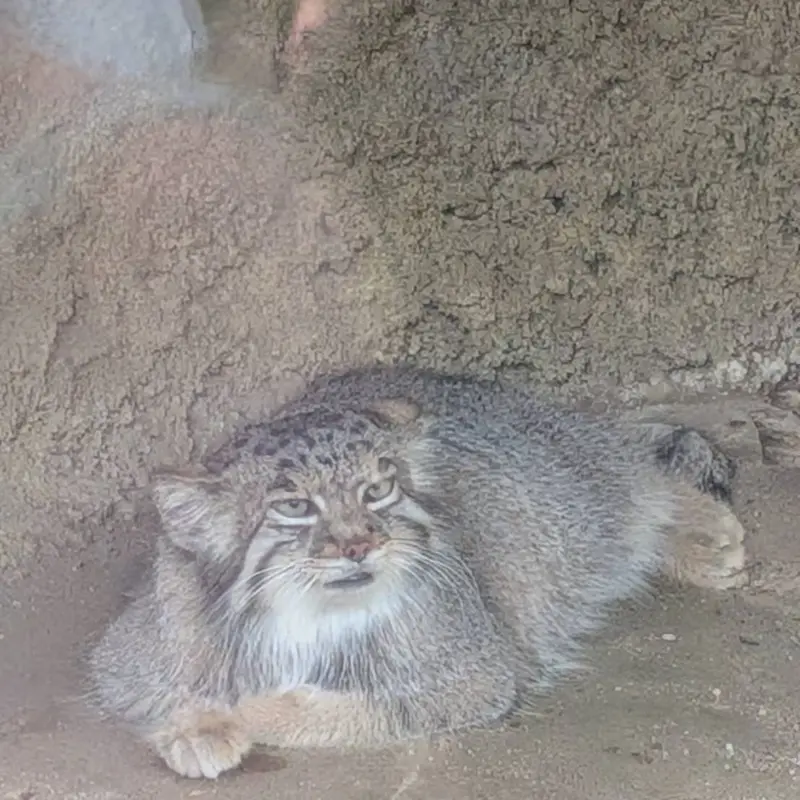 神戸どうぶつ王国のアズの写真