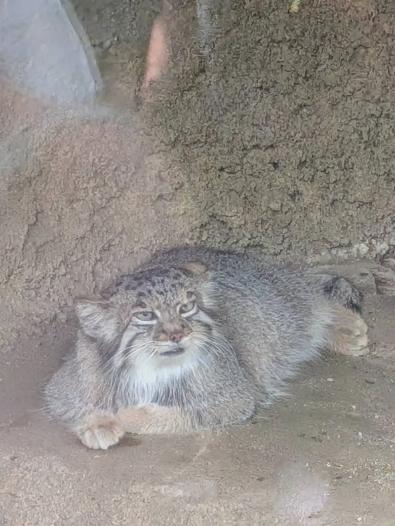 神戸どうぶつ王国のアズの写真