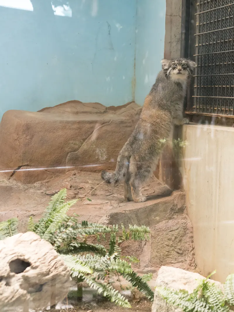 神戸市立王子動物園のイーリスの写真