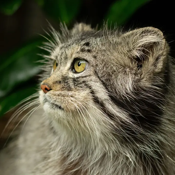 ビッグ・キャット・サンクチュアリのウェイ・シャンの写真