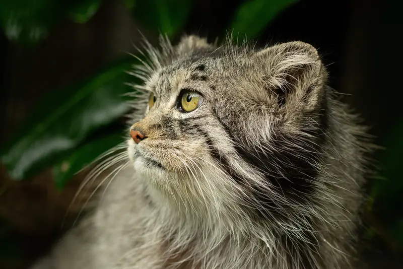 ビッグ・キャット・サンクチュアリのウェイ・シャンの写真