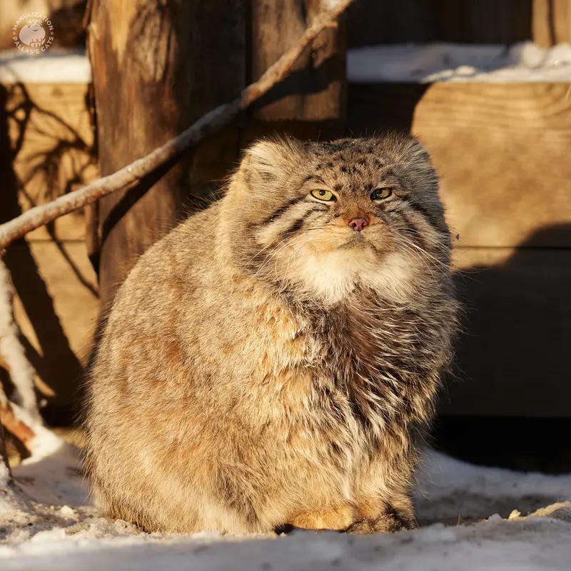 ノヴォシビルスク動物園のゼレノゴルスクの写真