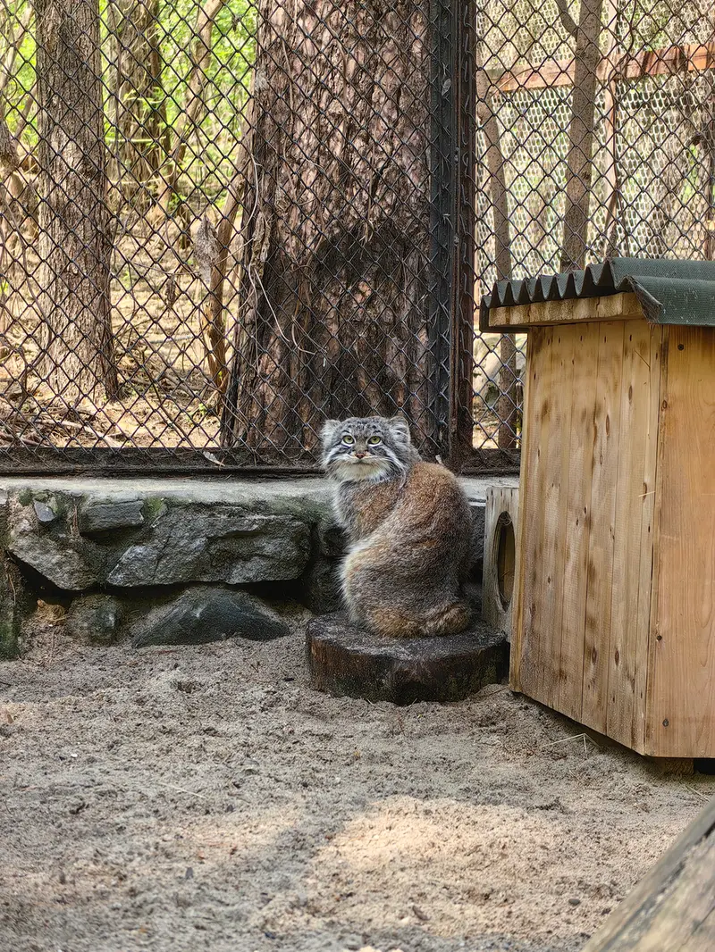 ノヴォシビルスク動物園のルフの写真