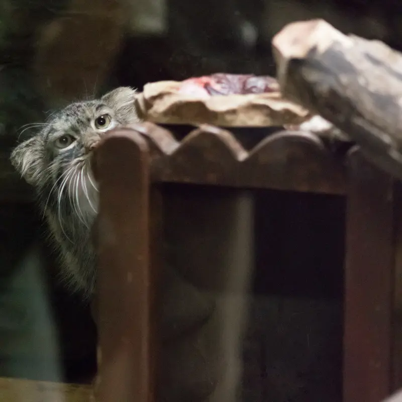 恩賜上野動物園のサフランの写真