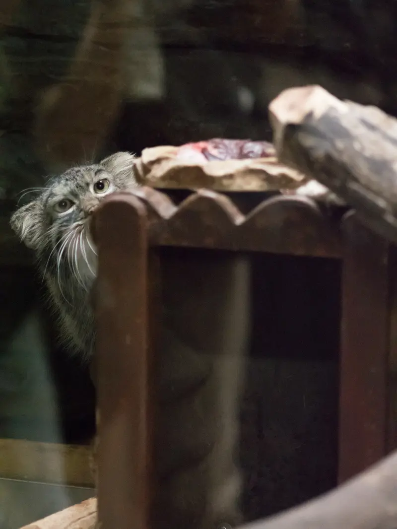 恩賜上野動物園のサフランの写真