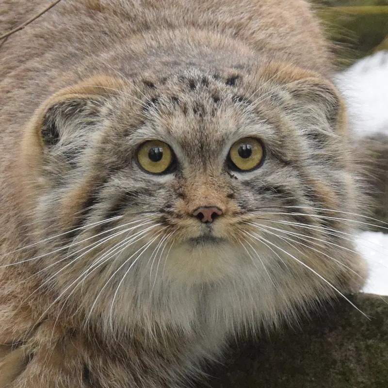 ブダペスト動物園＆植物園のマヌルネコのルーシー