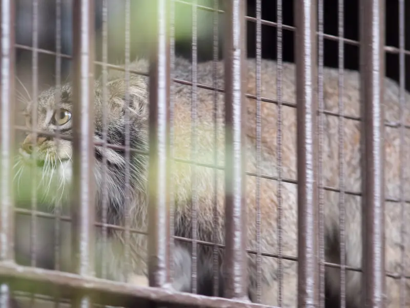 野毛山動物園のフィーガの写真