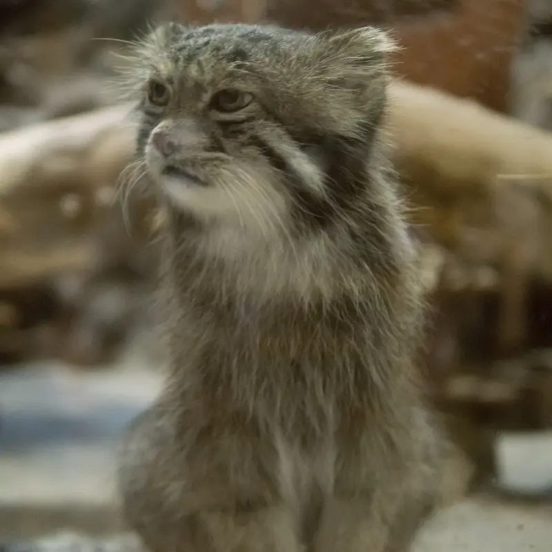恩賜上野動物園のクリョンの写真