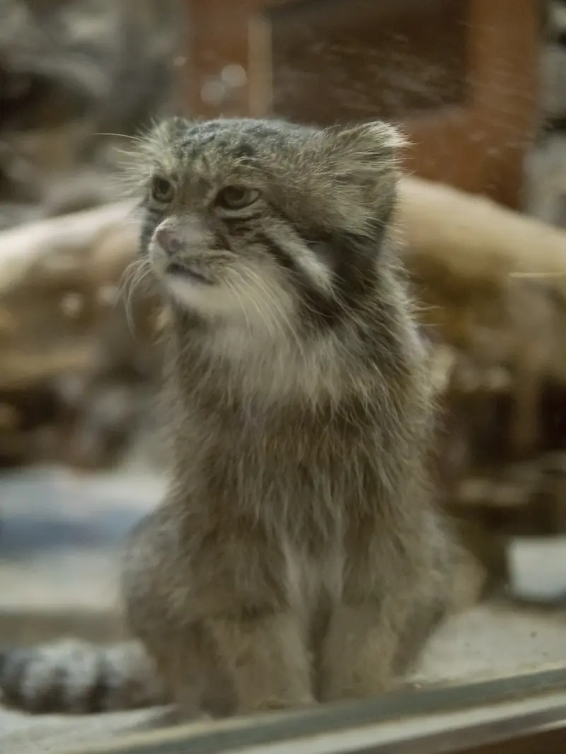 恩賜上野動物園のクリョンの写真