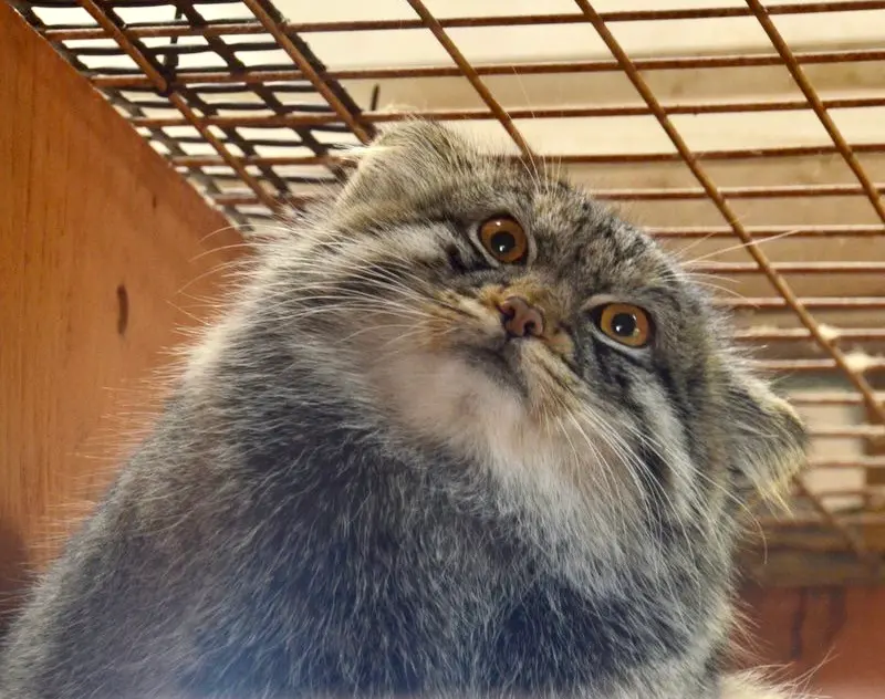 埼玉県こども動物自然公園のイーリスの写真