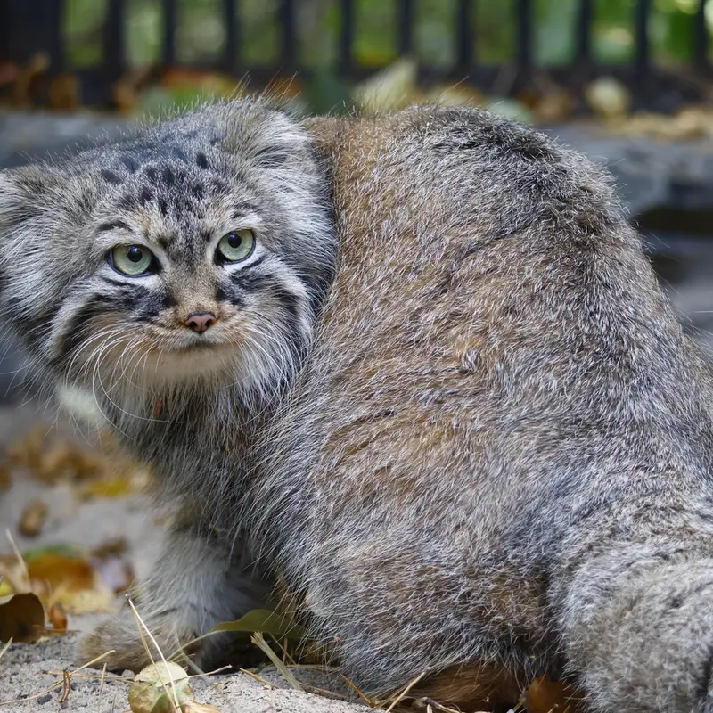ノヴォシビルスク動物園のガビの写真