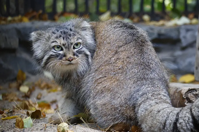 ノヴォシビルスク動物園のガビの写真