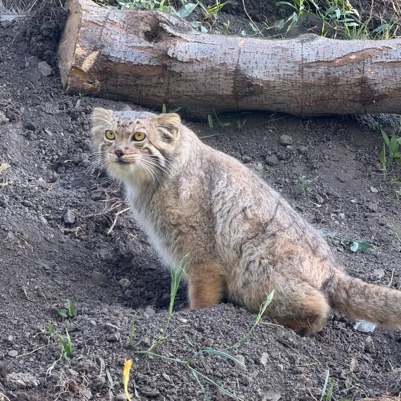 エレバン動物園のマノーの写真