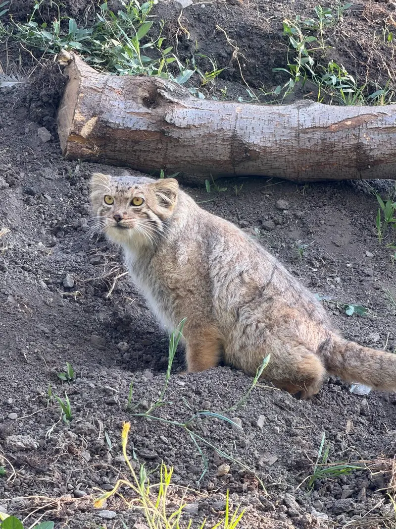 エレバン動物園のマノーの写真