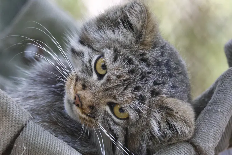 ノヴォシビルスク動物園のマヌルネコの写真