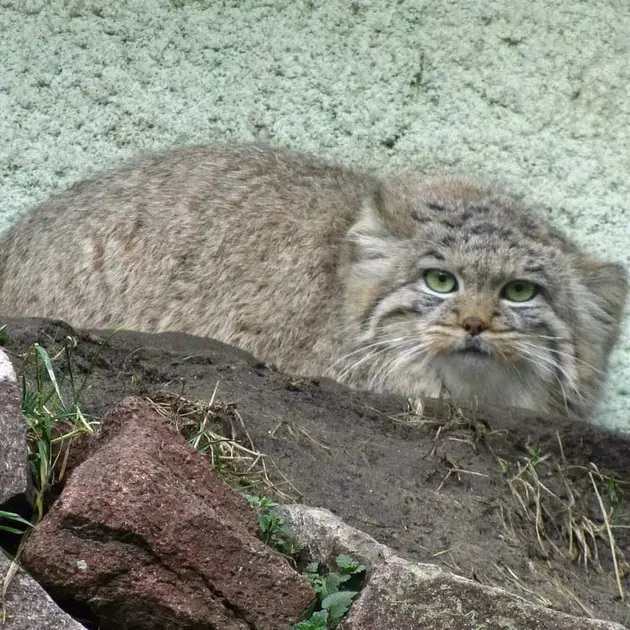 ブダペスト動物園＆植物園のボルシカの写真