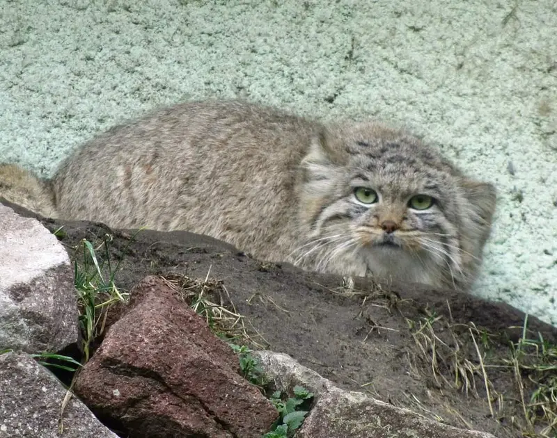 ブダペスト動物園＆植物園のボルシカの写真