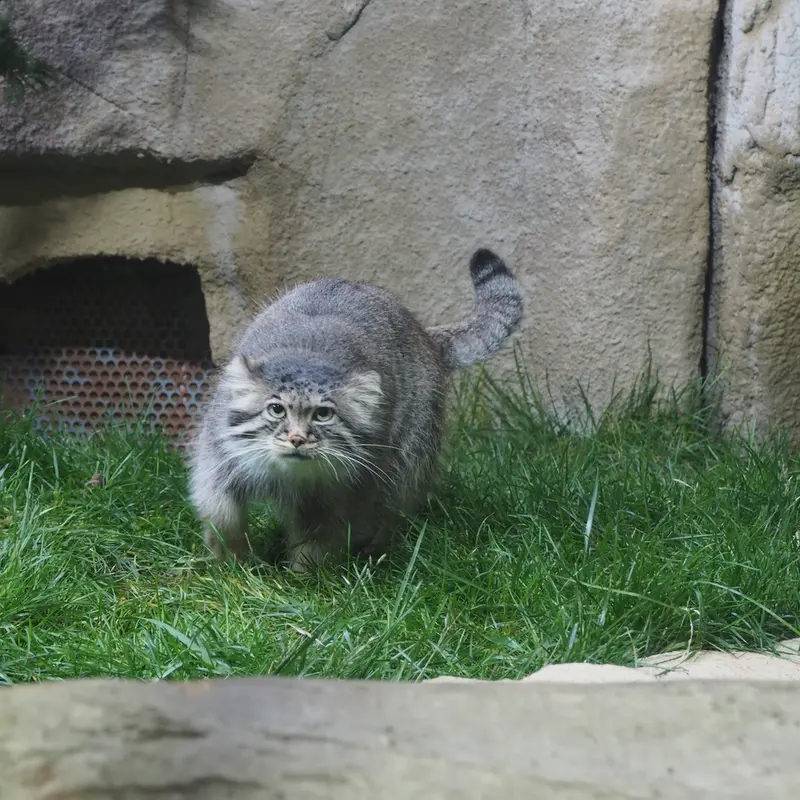 那須どうぶつ王国のポリーの写真