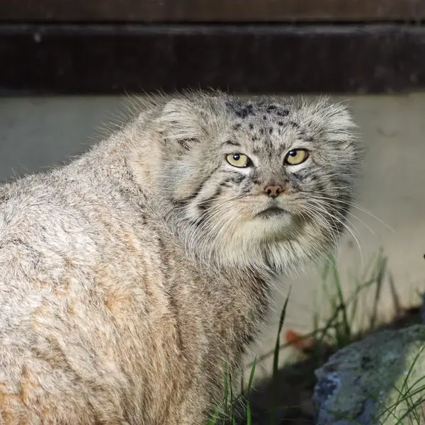 グダニスク動物園のマヌエルの写真
