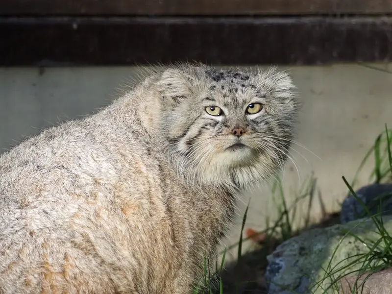グダニスク動物園のマヌエルの写真