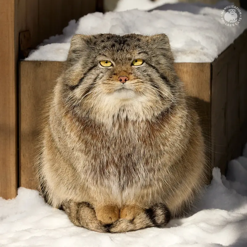 ノヴォシビルスク動物園のシルヴェスターの写真