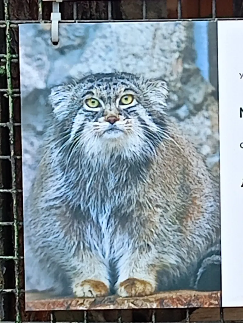 マヌルネコの写真