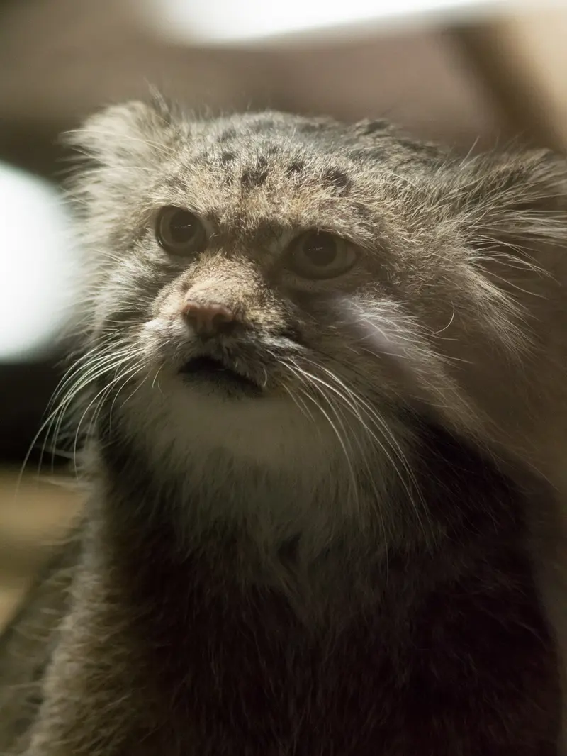 恩賜上野動物園のクリョンの写真