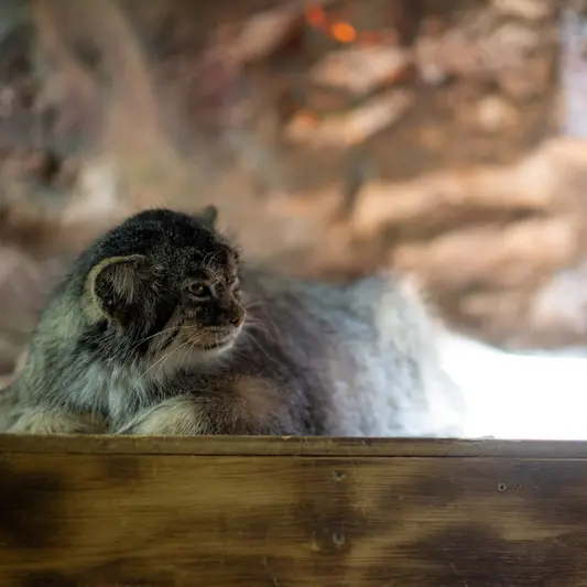 恩賜上野動物園のプリームラの写真